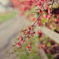 發(fā)現(xiàn)家鄉(xiāng)的美